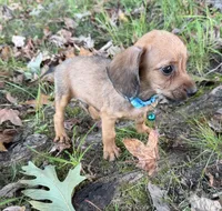 Parker, a male Miniature Dachshund and Chorkie for sale in Georgetown, DE – 2 of 5
