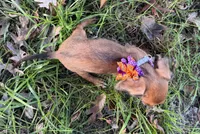 Polly, a female Chorkie for sale in Georgetown, DE – 4 of 5