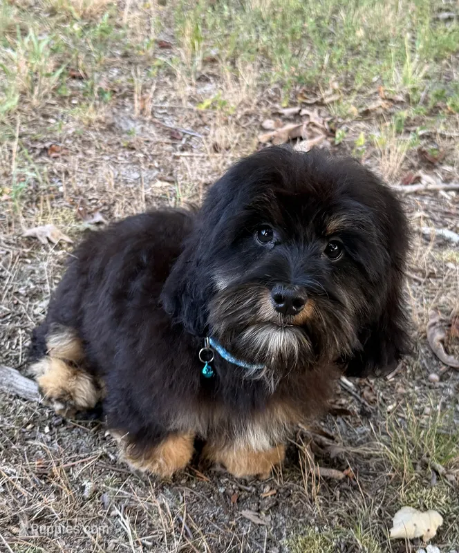Freddy – Shih Tzu, Miniature Dachshund puppy for sale in Georgetown, DE