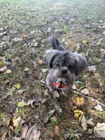 Smokey, a male Shih Tzu for sale in Georgetown, DE – 7 of 7