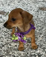 Penny, a female Dachshund and Chorkie for sale in Georgetown, DE – 3 of 6