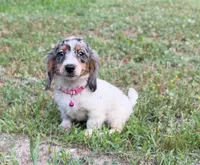 Opal, a female Dachshund and Shih Tzu for sale in Georgetown, DE – 2 of 8