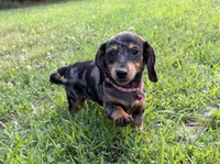 Poppy, a female Dachshund and Shih Tzu for sale in Georgetown, DE – 4 of 6