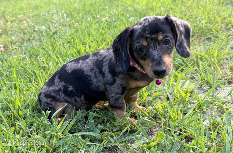 Poppy – Dachshund, Shih Tzu puppy for sale in Georgetown, DE