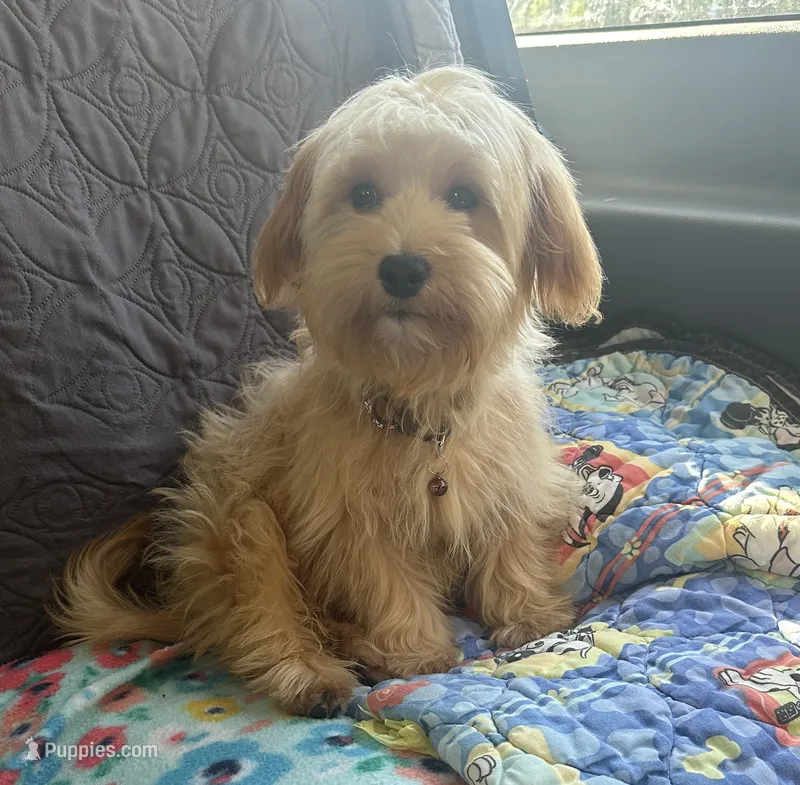 Cooper – Yorkipoo puppy for sale in Georgetown, DE