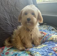 Cooper, a male Yorkipoo for sale in Georgetown, DE – 1 of 6