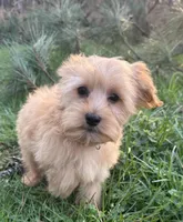 Cooper, a male Yorkipoo for sale in Georgetown, DE – Photo 3 of 5