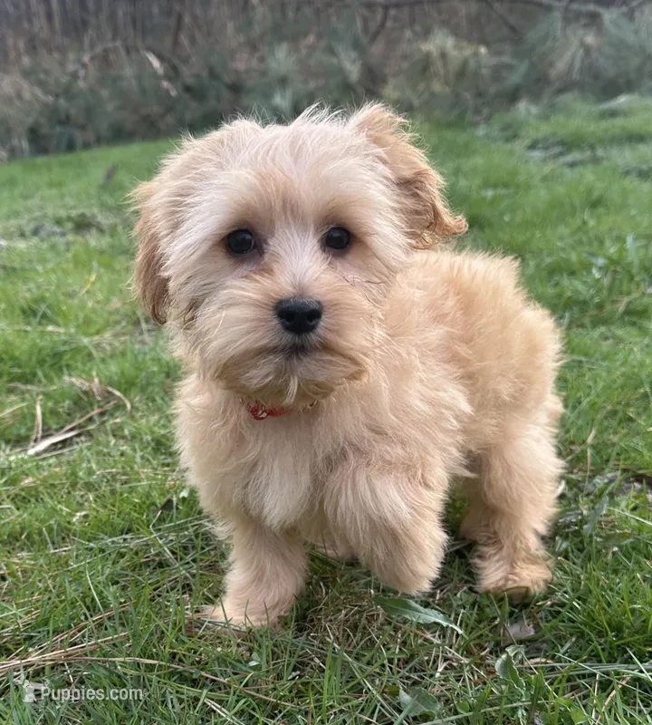 Cooper – Yorkipoo puppy for sale in Georgetown, DE
