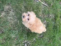 Cooper, a male Yorkipoo for sale in Georgetown, DE – Photo 5 of 5