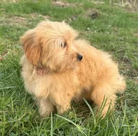 Cooper, a male Yorkipoo for sale in Georgetown, DE – Photo 2 of 5