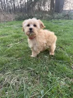 Cooper, a male Yorkipoo for sale in Georgetown, DE – Photo 4 of 5