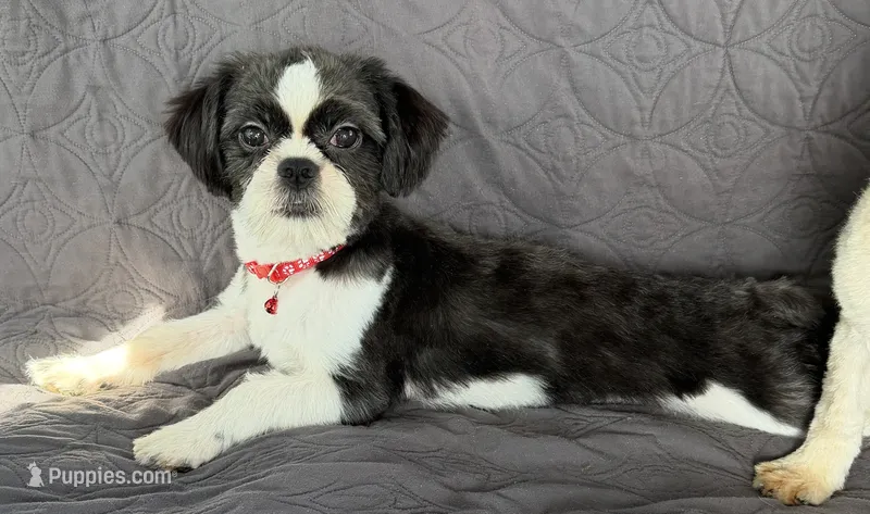 Duke – Shih Tzu puppy for sale in Georgetown, DE