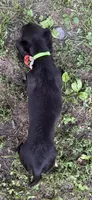 Spidey, a male Miniature Dachshund for sale in Georgetown, DE – 2 of 8