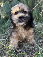 Axel , a male Dachshund and Shih Tzu for sale in Georgetown, DE – Photo 3 of 5