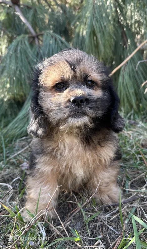Axel  – Dachshund, Shih Tzu puppy for sale in Georgetown, DE