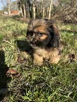 Axel , a male Dachshund and Shih Tzu for sale in Georgetown, DE – Photo 5 of 5