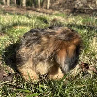 Axel , a male Dachshund and Shih Tzu for sale in Georgetown, DE – Photo 2 of 5