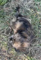 Axel , a male Dachshund and Shih Tzu for sale in Georgetown, DE – Photo 4 of 5