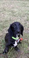 Spidey, a male Miniature Dachshund for sale in Georgetown, DE – 5 of 8