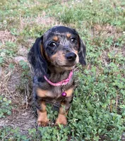 Poppy, a female Dachshund and Shih Tzu for sale in Georgetown, DE – 2 of 6