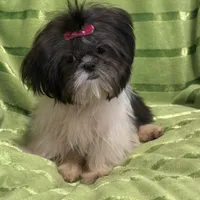 Tilly, a female Shih Tzu for sale in Georgetown, DE – Photo 6 of 6
