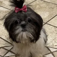 Tilly, a female Shih Tzu for sale in Georgetown, DE – Photo 3 of 6