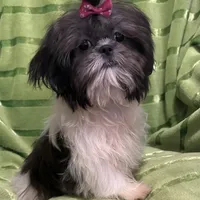 Tilly, a female Shih Tzu for sale in Georgetown, DE – Photo 4 of 6
