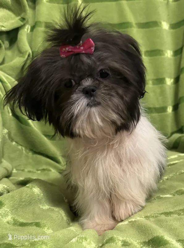 Tilly, a female Shih Tzu for sale in Georgetown, DE – Photo 1 of 6