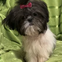 Tilly, a female Shih Tzu for sale in Georgetown, DE – Photo 1 of 6