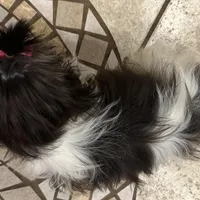 Tilly, a female Shih Tzu for sale in Georgetown, DE – Photo 5 of 6