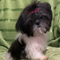 Tilly, a female Shih Tzu for sale in Georgetown, DE – Photo 2 of 6