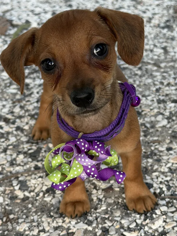 Penny – Dachshund, Chorkie puppy for sale in Georgetown, DE