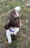 Violet , a female Shih Tzu for sale in Georgetown, DE – 2 of 7