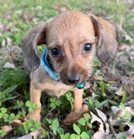 Parker, a male Miniature Dachshund and Chorkie for sale in Georgetown, DE – 3 of 5