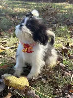 Johnny, a male Shih Tzu for sale in Georgetown, DE – Photo 2 of 6