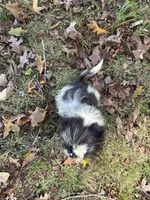 Johnny, a male Shih Tzu for sale in Georgetown, DE – Photo 6 of 6