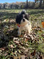 Johnny, a male Shih Tzu for sale in Georgetown, DE – Photo 4 of 6