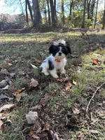 Johnny, a male Shih Tzu for sale in Georgetown, DE – Photo 5 of 6