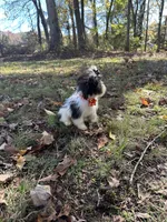 Johnny, a male Shih Tzu for sale in Georgetown, DE – Photo 3 of 6