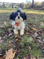 Johnny, a male Shih Tzu for sale in Georgetown, DE – Photo 1 of 6