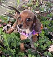 Polly, a female Chorkie for sale in Georgetown, DE – 3 of 5