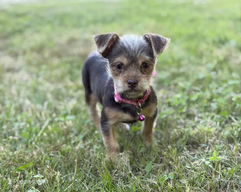 Luna – Dachshund, Yorkshire Terrier puppy for sale in Georgetown, DE