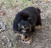 Freddy, a male Shih Tzu and Miniature Dachshund for sale in Georgetown, DE – 3 of 6
