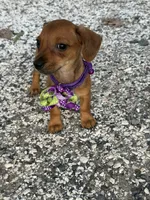 Penny, a female Dachshund and Chorkie for sale in Georgetown, DE – 2 of 6