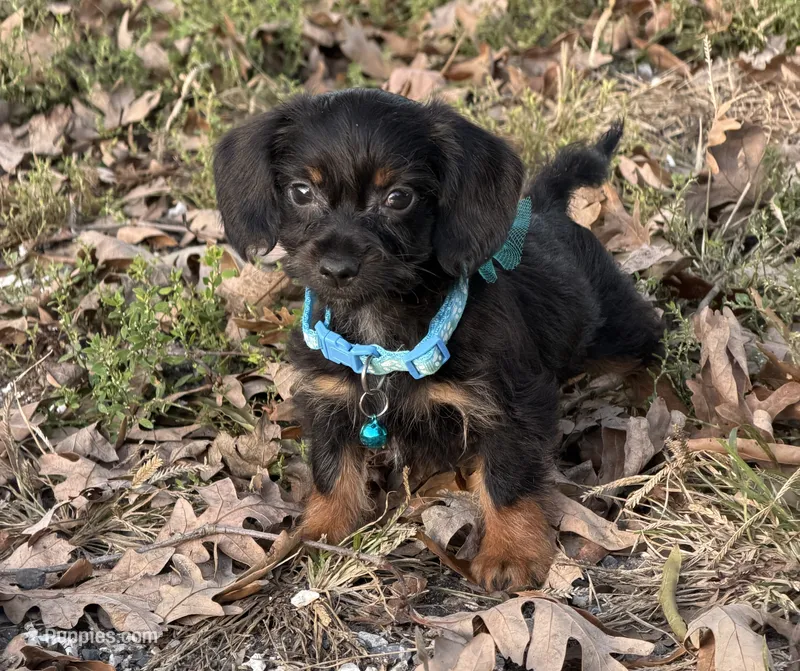 Paxton – Chorkie puppy for sale in Georgetown, DE