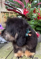 Freddy, a male Shih Tzu and Miniature Dachshund for sale in Georgetown, DE – 5 of 6