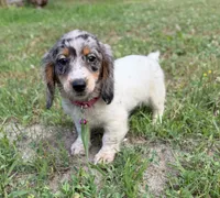Opal, a female Dachshund and Shih Tzu for sale in Georgetown, DE – 5 of 8