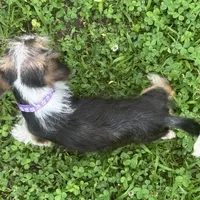 Barbie, a female Shorkie for sale in Georgetown, DE – Photo 3 of 6