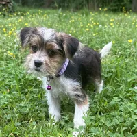 Barbie, a female Shorkie for sale in Georgetown, DE – Photo 6 of 6