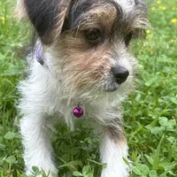 Barbie, a female Shorkie for sale in Georgetown, DE – Photo 2 of 6